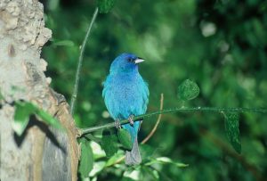Indigo bunting Biological Services